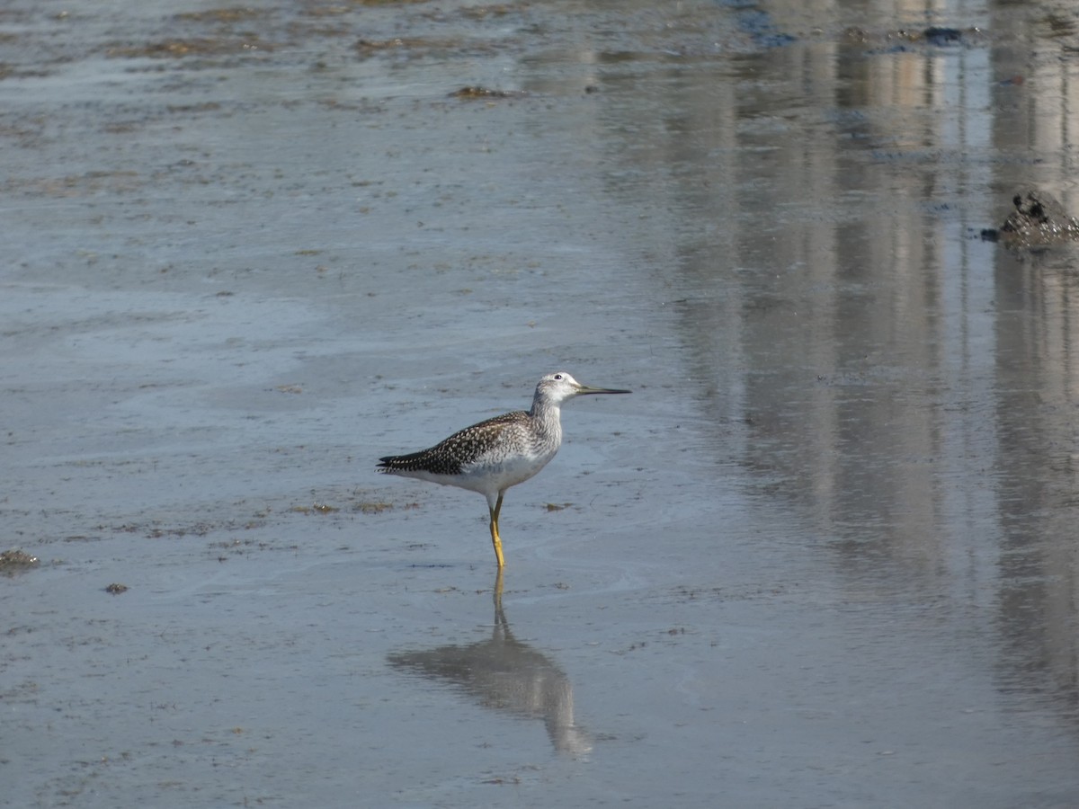 Greater Yellowlegs - ML471334601