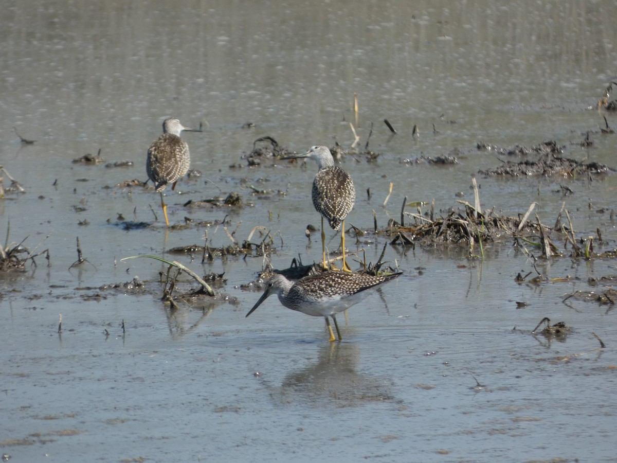 Greater Yellowlegs - ML471334631