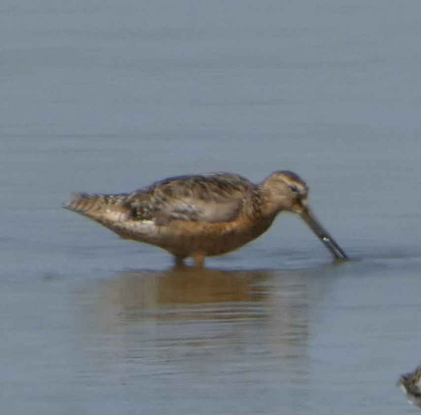 Long-billed Dowitcher - ML471334691