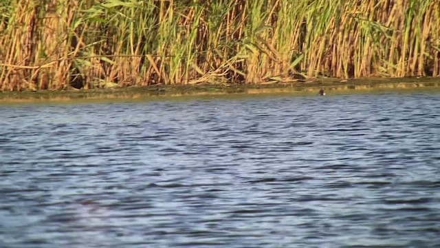 Hooded Merganser - ML471335481