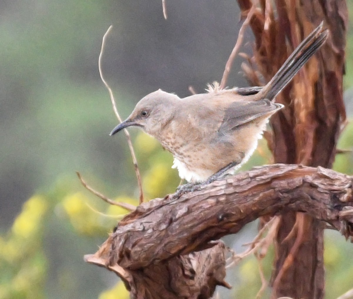 Toxostoma sp. - ML471336211