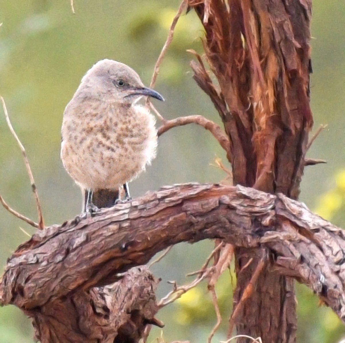 Toxostoma sp. - ML471336221