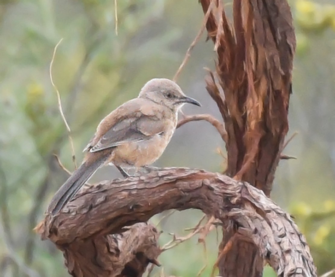 Toxostoma sp. - ML471336231