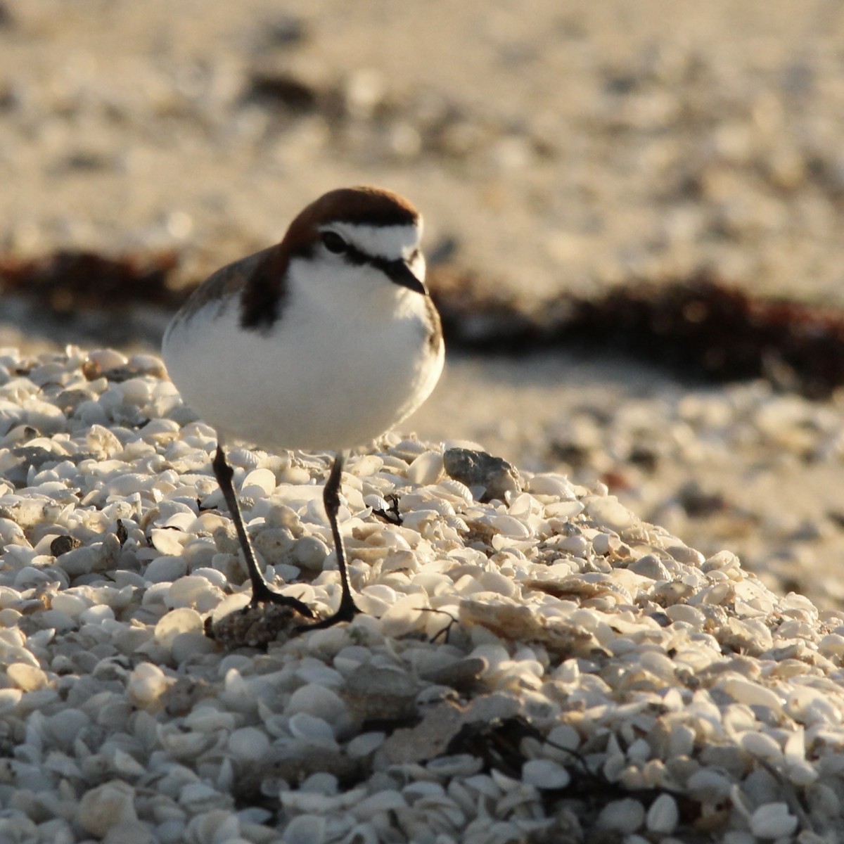 Red-capped Plover - ML471336951