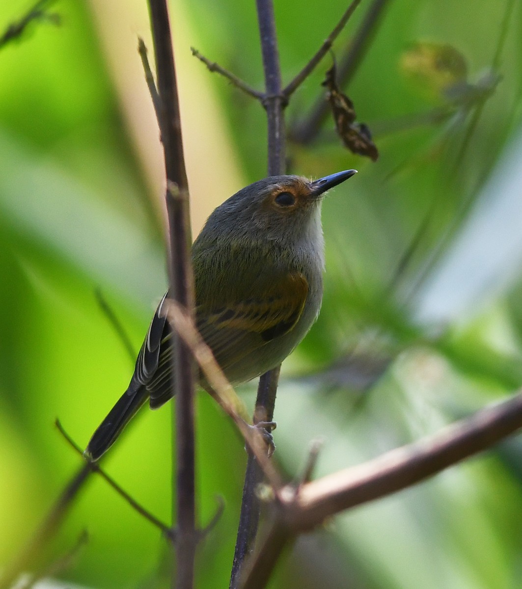 Rusty-fronted Tody-Flycatcher - Joshua Vandermeulen