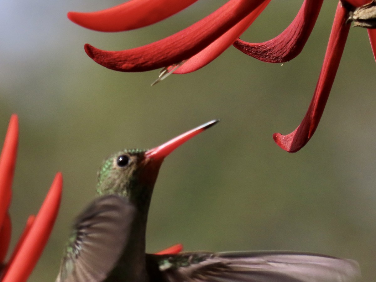 Gilded Hummingbird - ML471337081