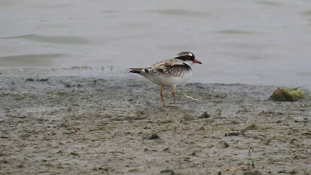 Black-fronted Dotterel - ML471337531