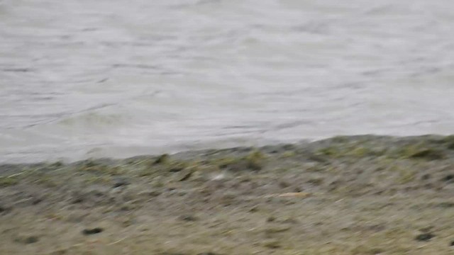 Black-fronted Dotterel - ML471337601