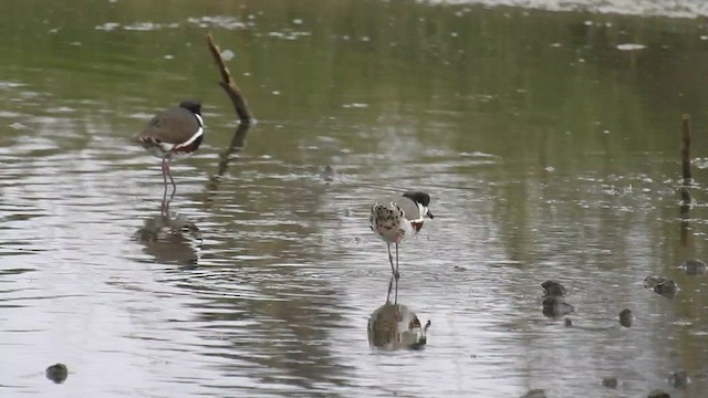 Red-kneed Dotterel - ML471337741