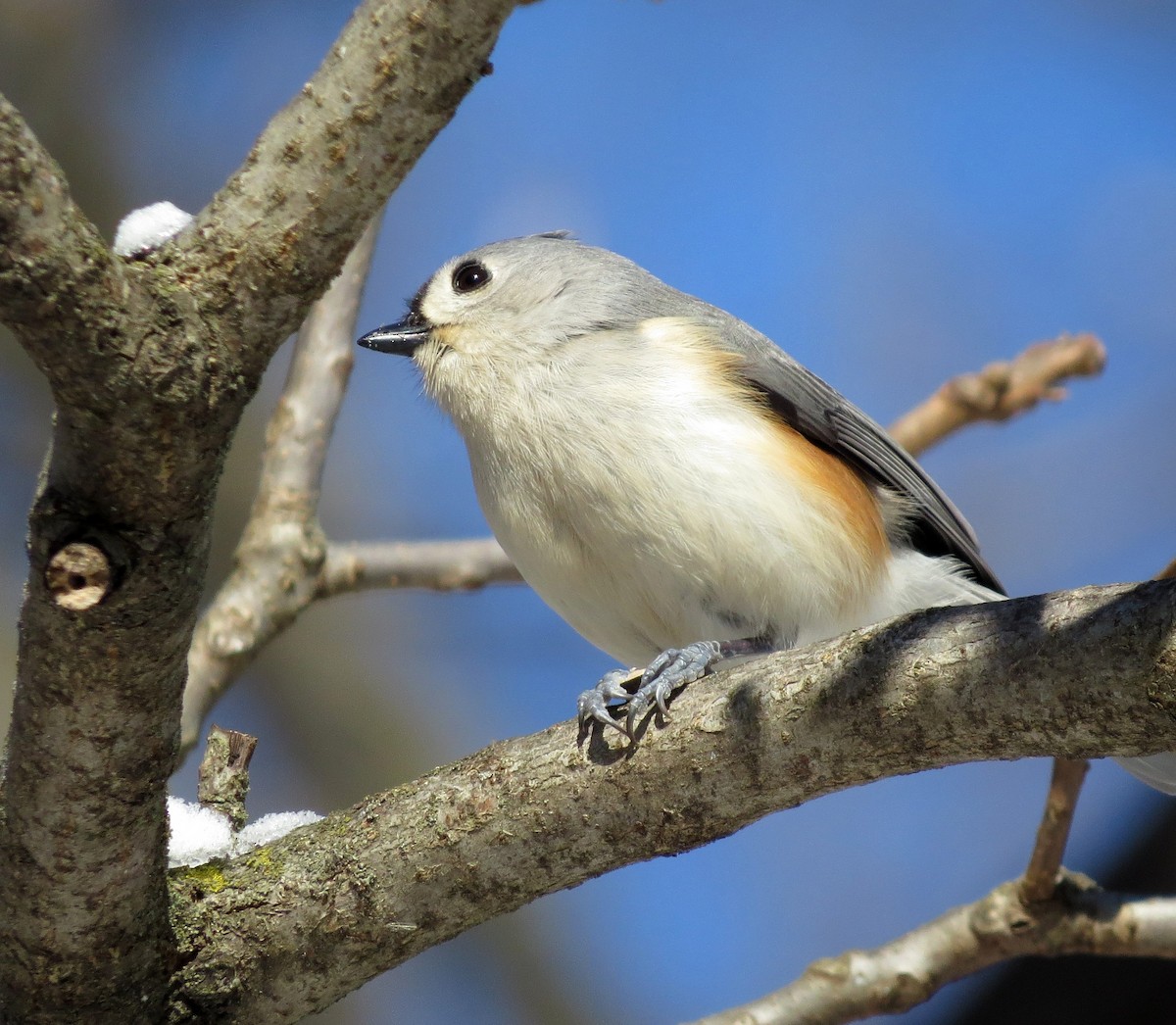 Tufted Titmouse - ML47133781