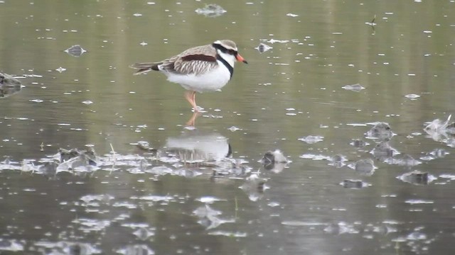 Black-fronted Dotterel - ML471337901