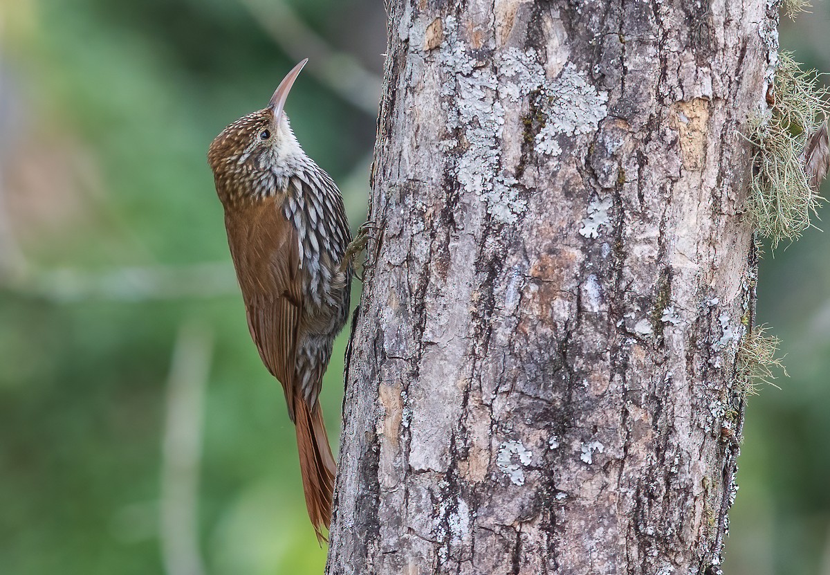 Scaled Woodcreeper - ML471338191