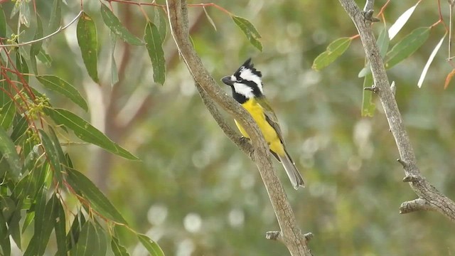 Eastern Shrike-tit - ML471338551