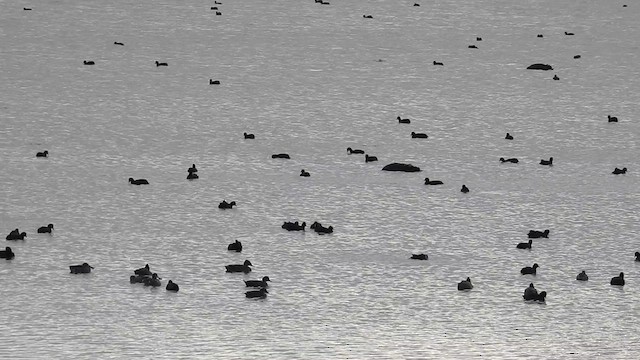 Eurasian Coot - ML471338911