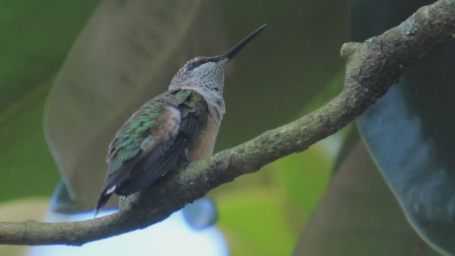 Ruby-throated Hummingbird - ML471338921