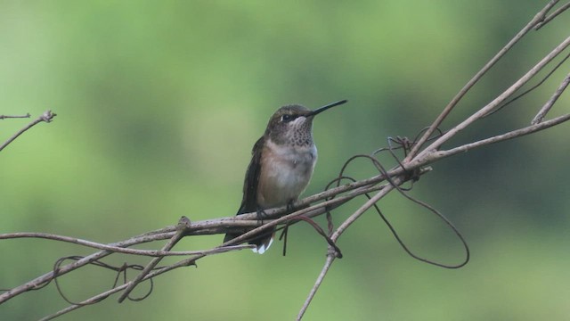 Ruby-throated Hummingbird - ML471339011