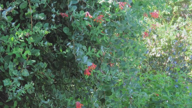 Ruby-throated Hummingbird - ML471339051