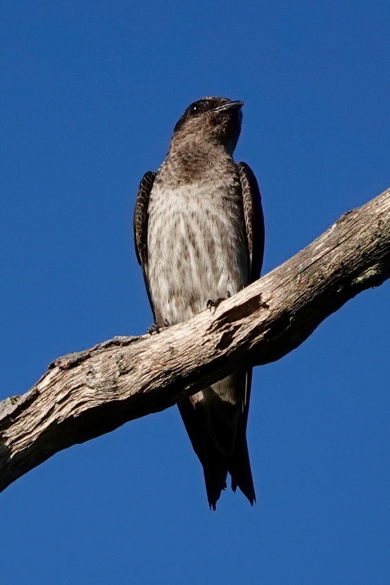 Golondrina Purpúrea - ML471339381