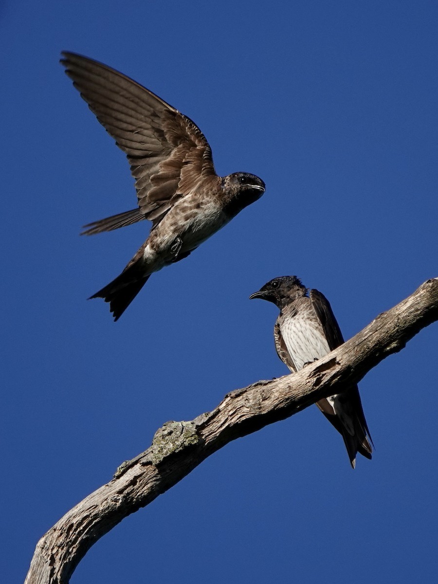 Golondrina Purpúrea - ML471339401