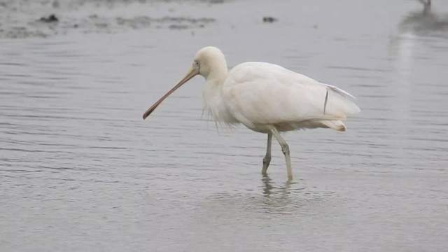 Yellow-billed Spoonbill - ML471339461