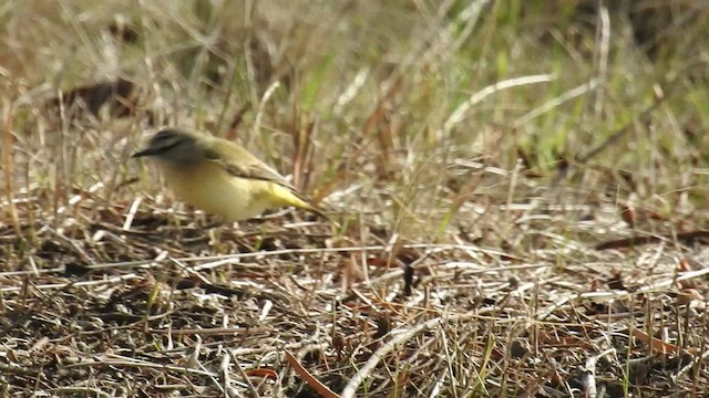 Шиподзьоб жовтогузий - ML471341551