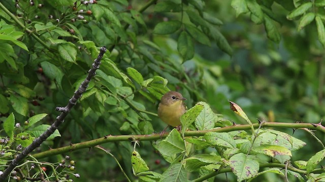 Common Yellowthroat - ML471342