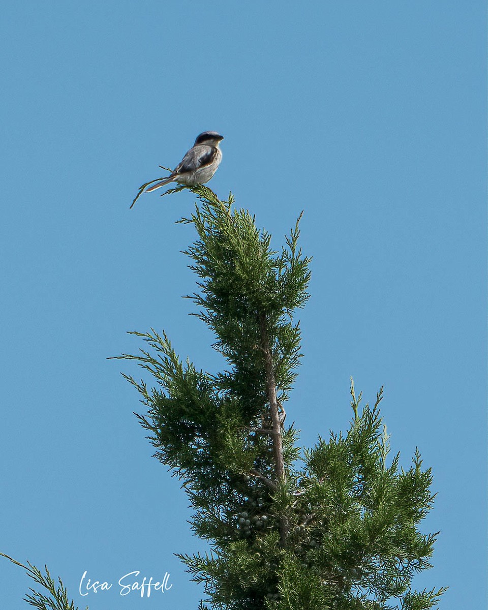 Loggerhead Shrike - ML471342661