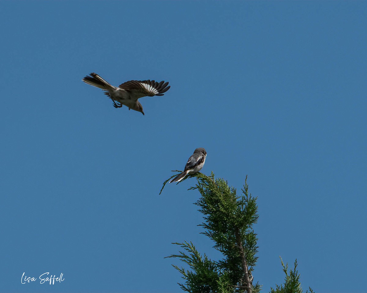 Loggerhead Shrike - ML471342671