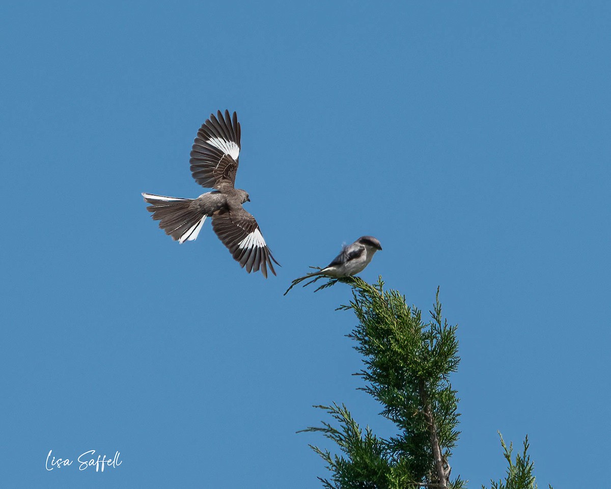Loggerhead Shrike - ML471342681