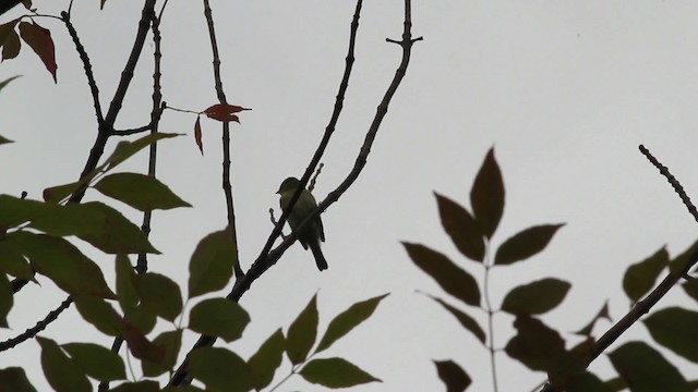 Yellow-bellied Flycatcher - ML471343