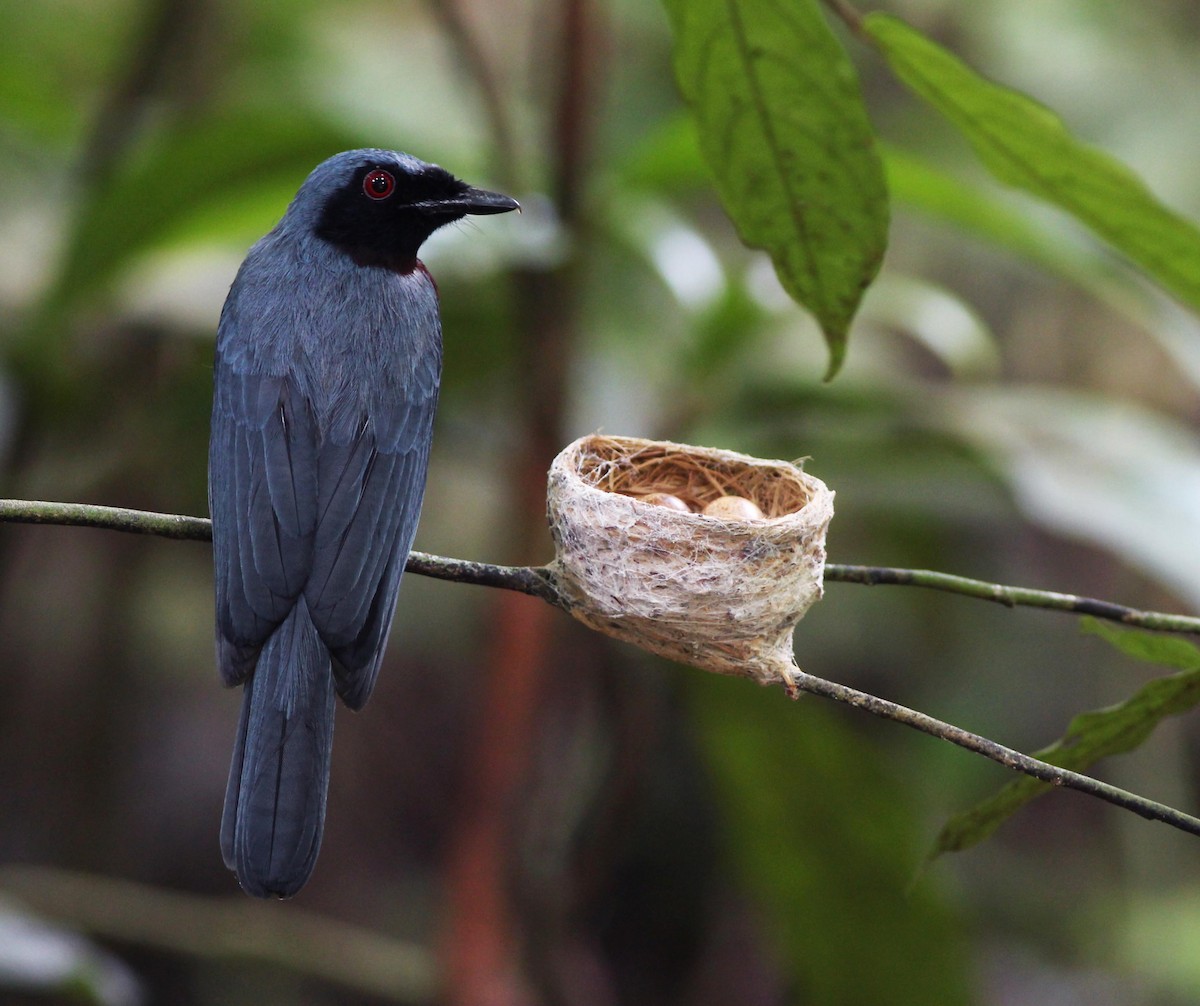 Maroon-breasted Philentoma - Neoh Hor Kee