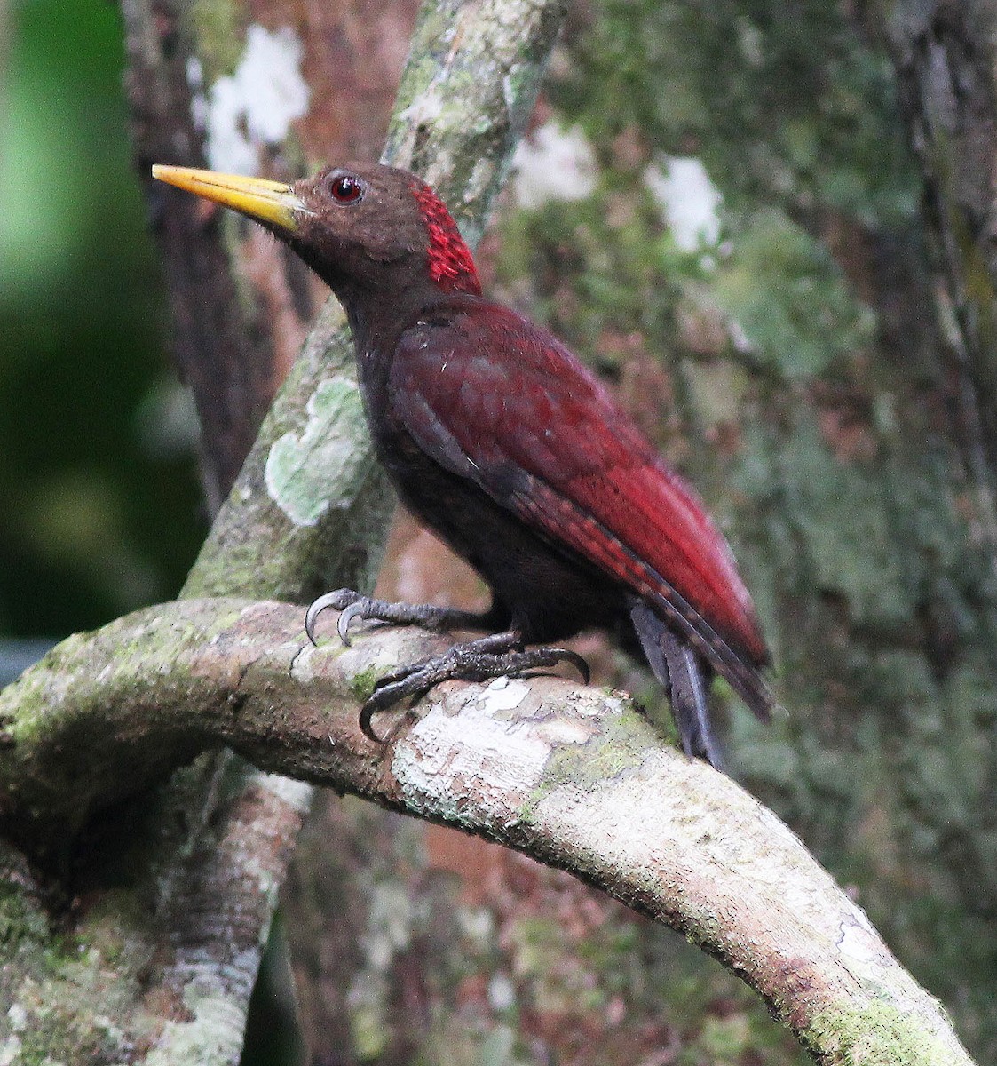 Maroon Woodpecker - ML47134381