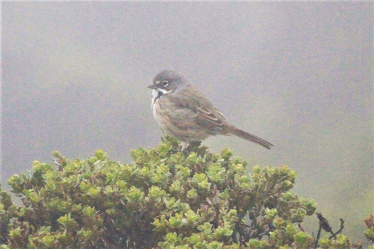 Bell's Sparrow - Kent Forward