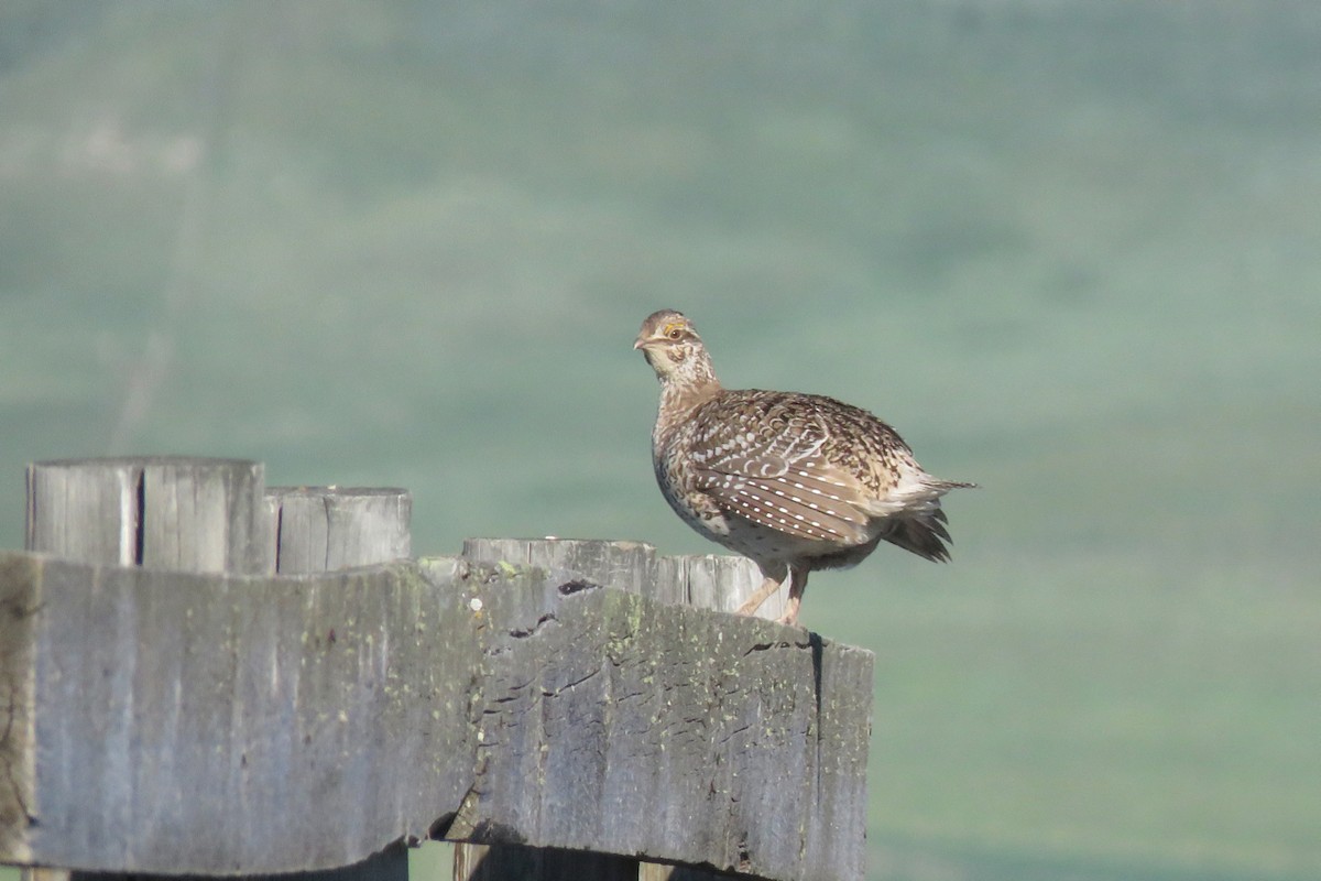 Sharp-tailed Grouse - ML471345231