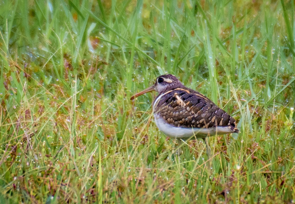 Greater Painted-Snipe - ML471345791