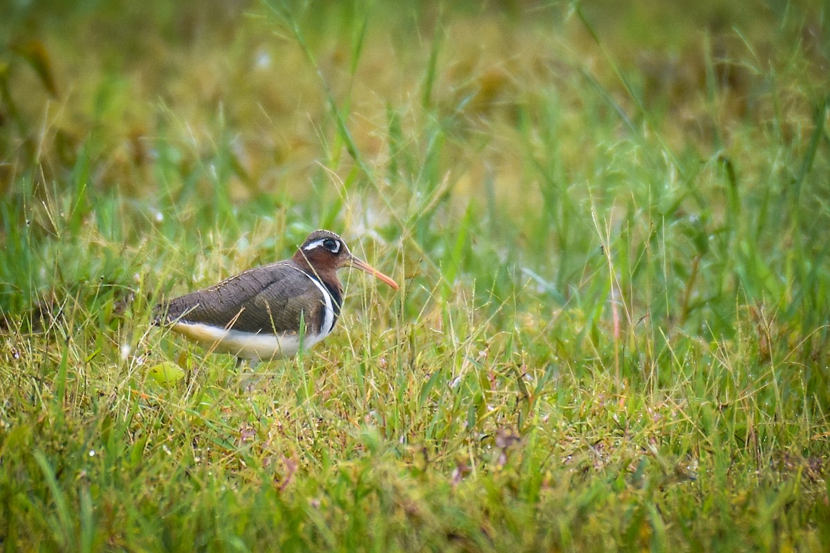 Greater Painted-Snipe - ML471345801