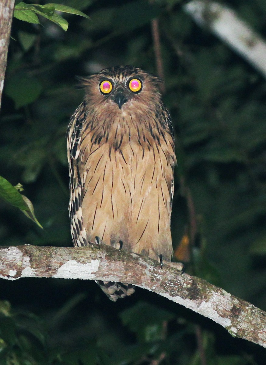 Buffy Fish-Owl - Neoh Hor Kee