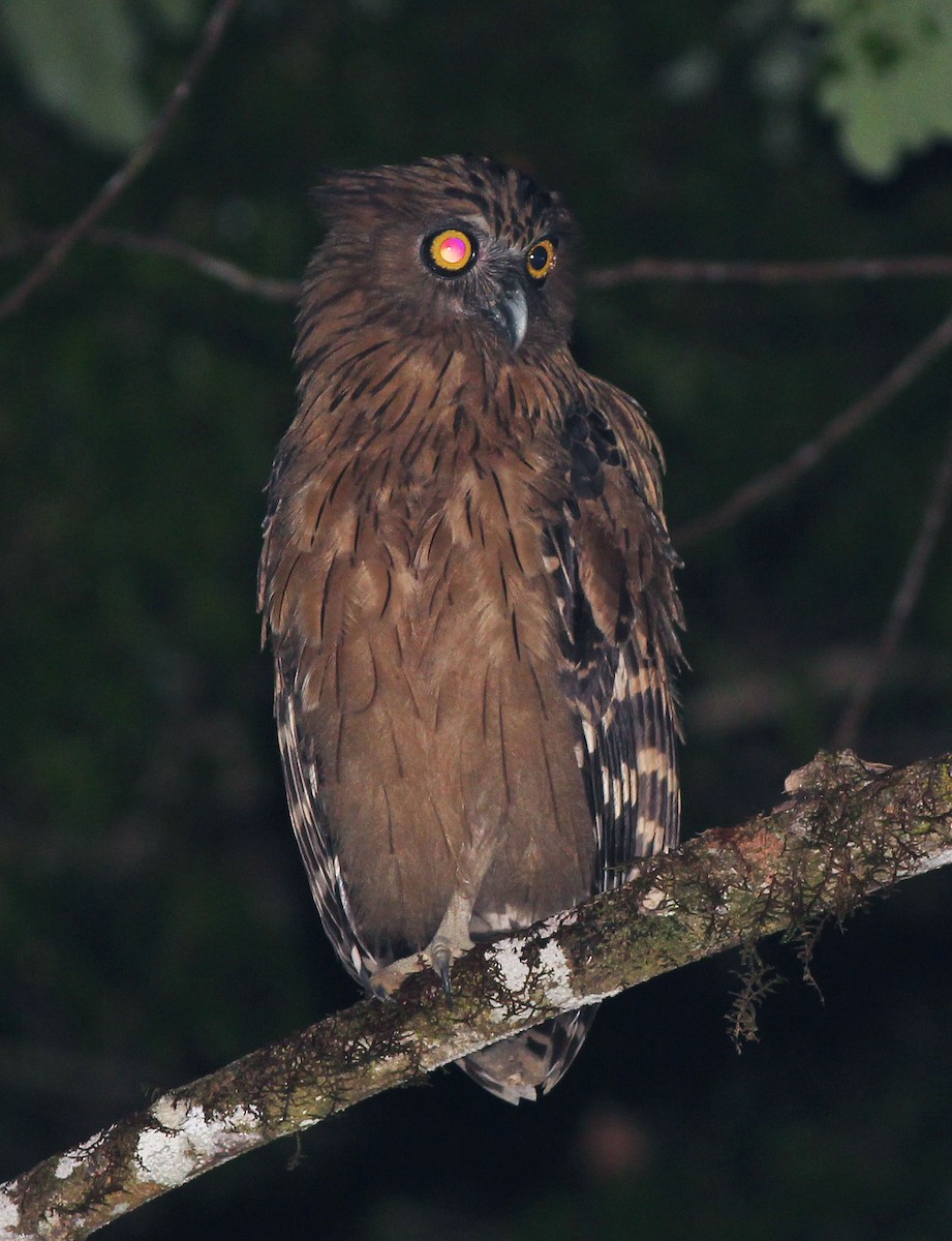 Buffy Fish-Owl - ML47134691