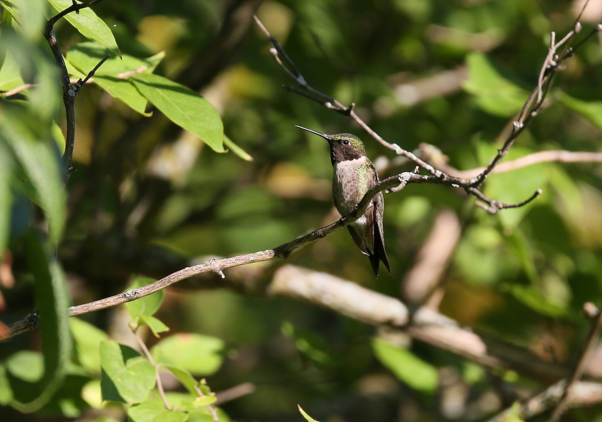 Ruby-throated Hummingbird - ML471346941
