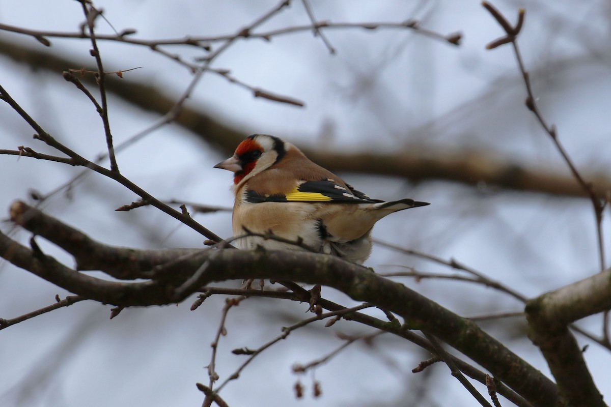 Jilguero Europeo (grupo carduelis) - ML471346961