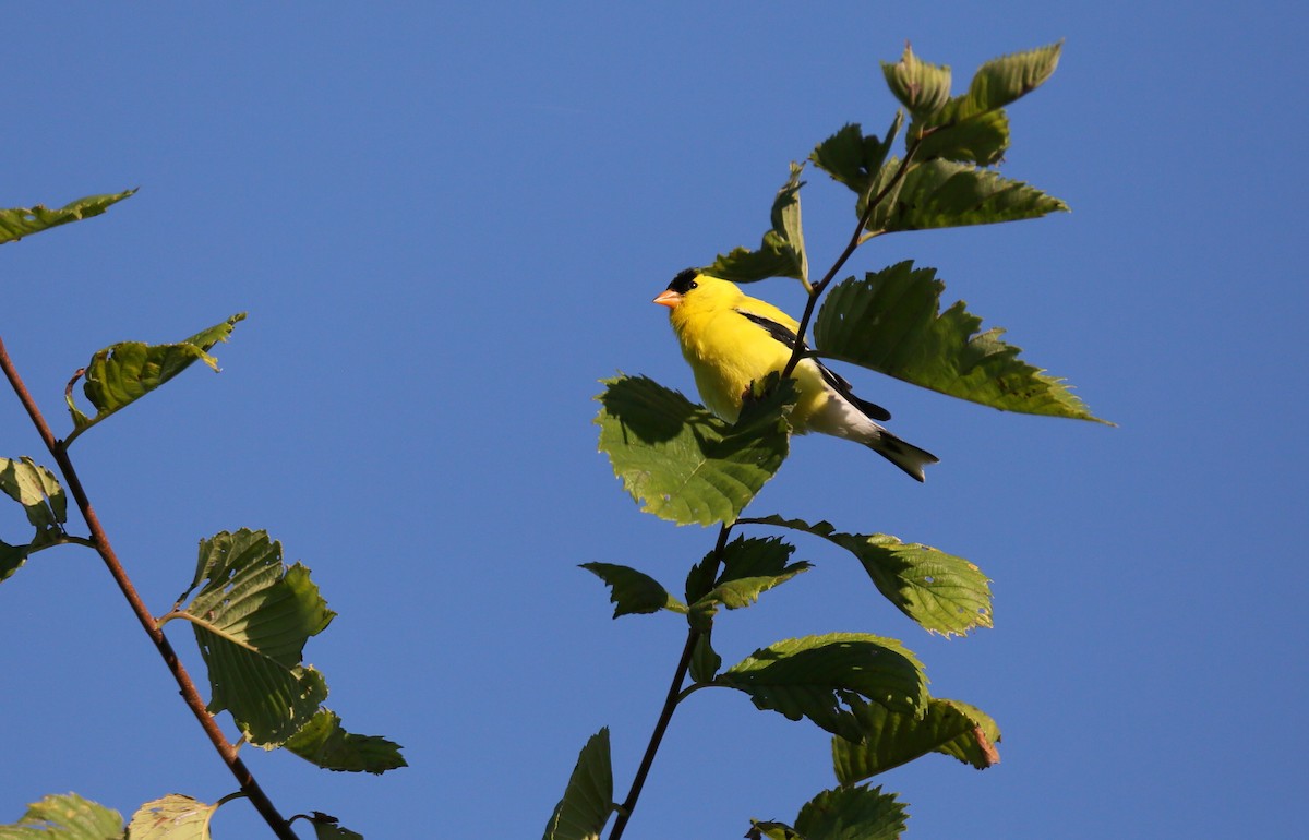 American Goldfinch - ML471347101