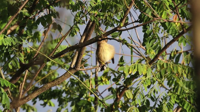Paruline à couronne rousse (palmarum) - ML471348