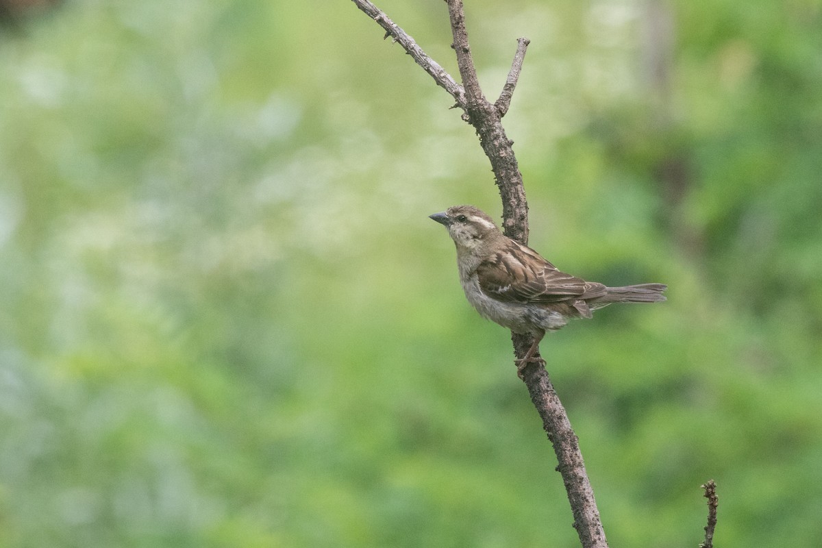 Russet Sparrow - Ramit Singal