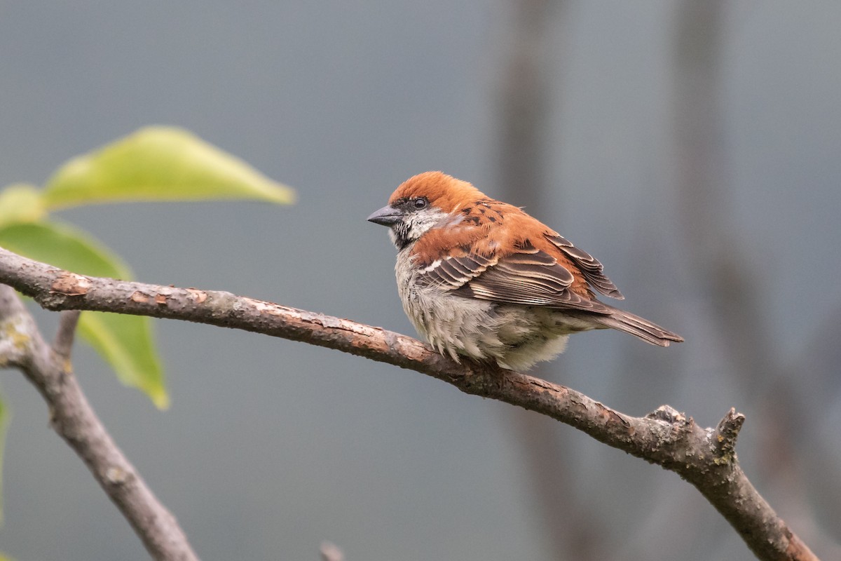 Russet Sparrow - Ramit Singal