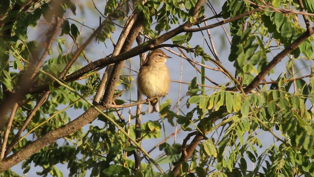 Palm Warbler (Western) - ML471349