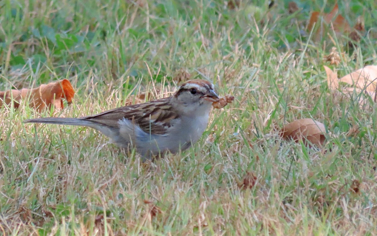 Chipping Sparrow - ML471350591