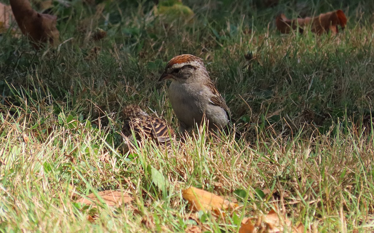 Chipping Sparrow - ML471350651