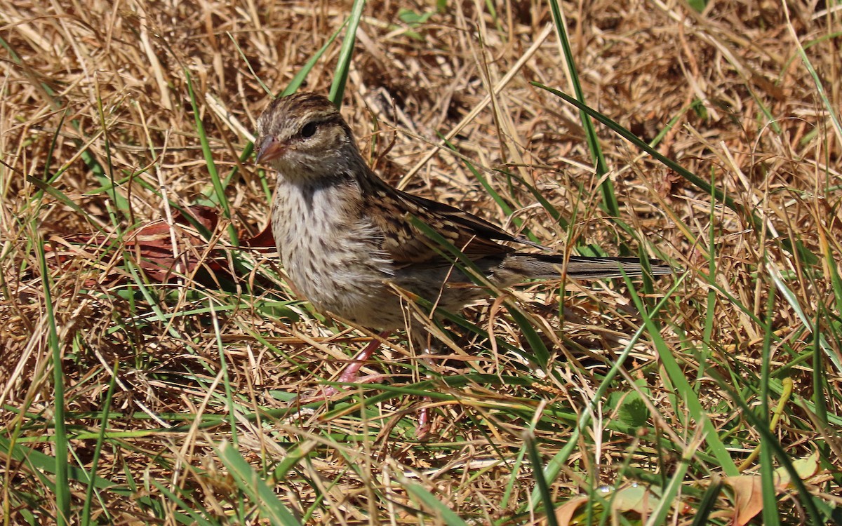 Chipping Sparrow - ML471350721