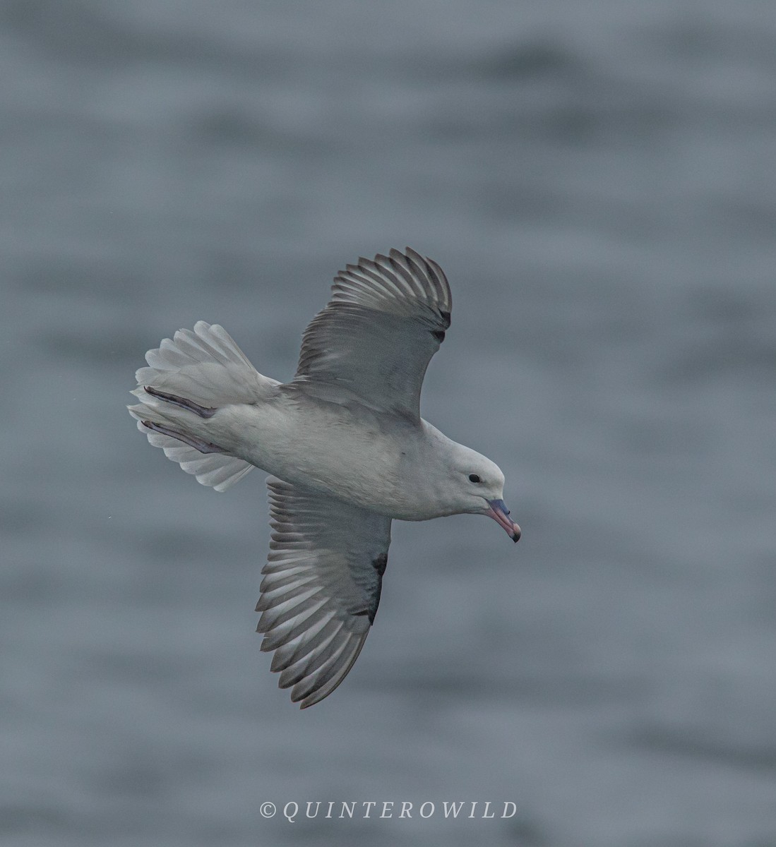 Southern Fulmar - ML471351831