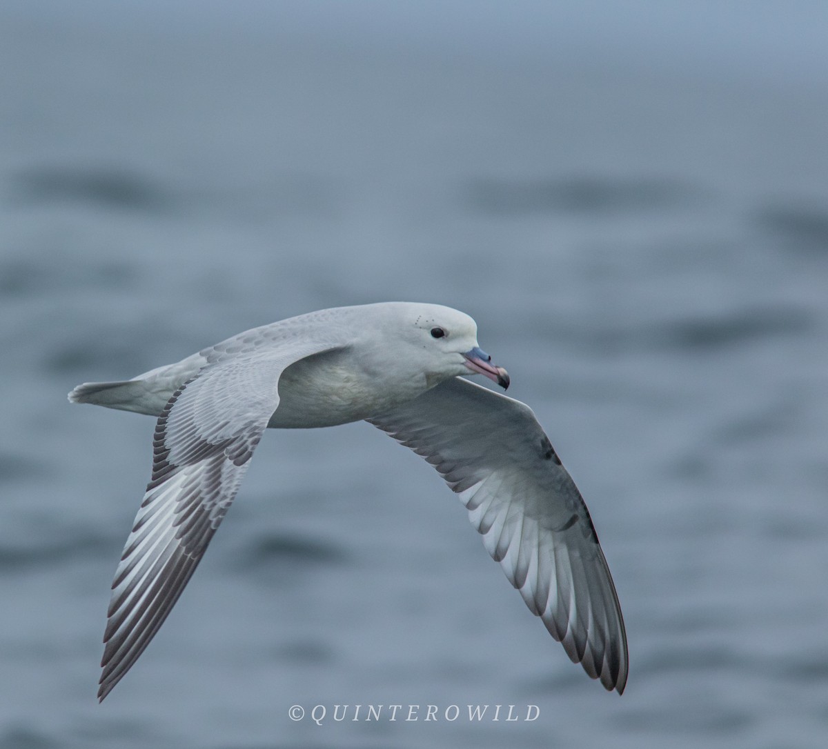 Southern Fulmar - ML471351841